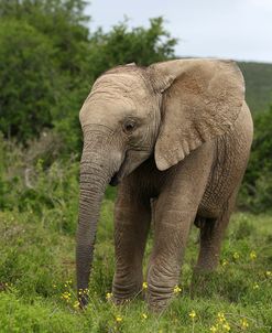 African Elephants 139