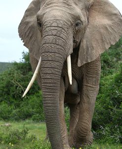 African Elephants 140
