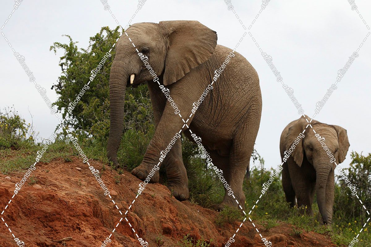 African Elephants 141