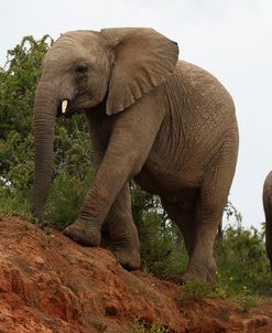 African Elephants 141