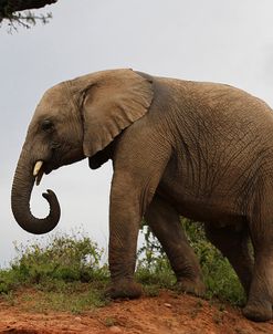 African Elephants 142