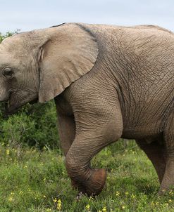 African Elephants 135