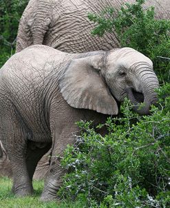 African Elephants 136