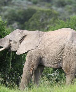 African Elephants 147