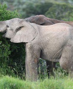 African Elephants 148