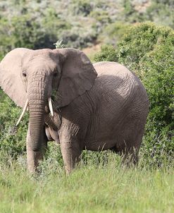 African Elephants 149