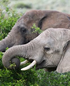 African Elephants 150