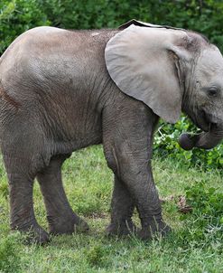 African Elephants 151