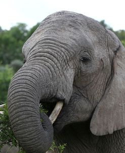 African Elephants 152