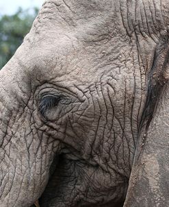 African Elephants 143
