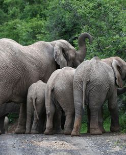 African Elephants 144