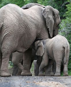 African Elephants 145