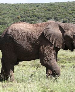 African Elephants 146