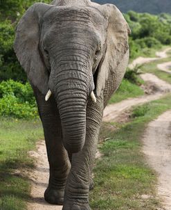 African Elephants 157