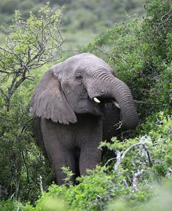 African Elephants 158