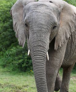 African Elephants 159