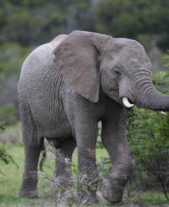 African Elephants 160