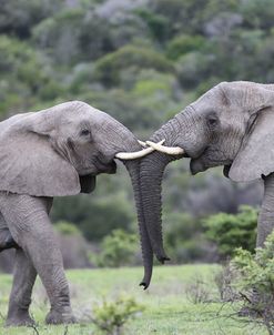 African Elephants 161