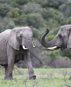 African Elephants 162