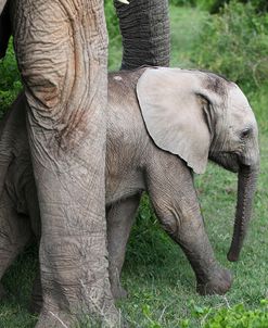 African Elephants 153