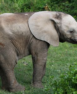 African Elephants 154