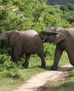 African Elephants 155