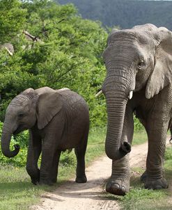 African Elephants 156