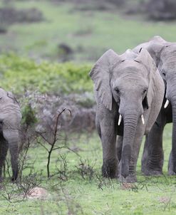 African Elephants 167