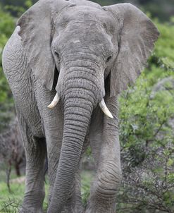 African Elephants 168
