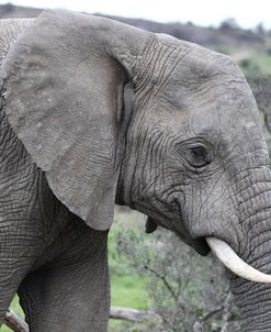 African Elephants 169
