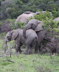 African Elephants 170
