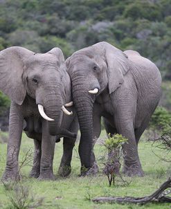 African Elephants 171