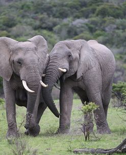 African Elephants 172