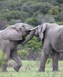 African Elephants 163