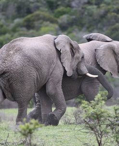 African Elephants 166