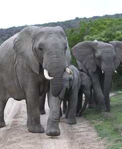 African Elephants 177