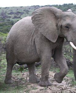 African Elephants 178