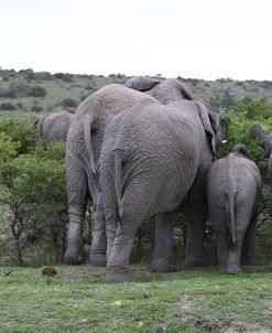 African Elephants 180