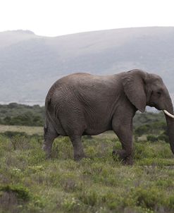African Elephants 181