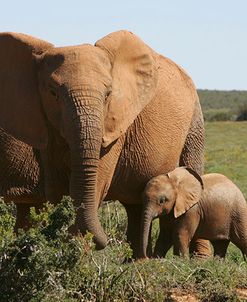 African Elephants 182