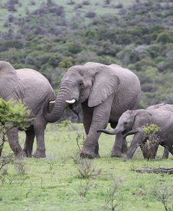 African Elephants 173