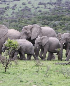 African Elephants 174
