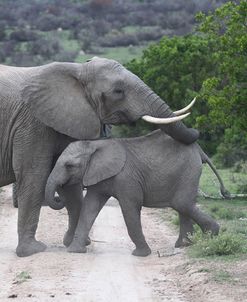 African Elephants 175