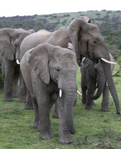 African Elephants 176