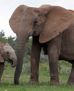 African Elephants 187