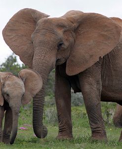 African Elephants 188
