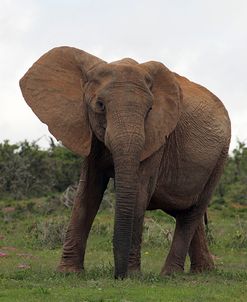African Elephants 189