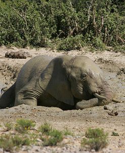 African Elephants 190