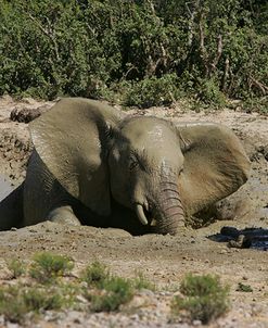 African Elephants 191