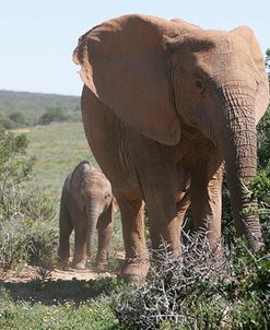 African Elephants 183